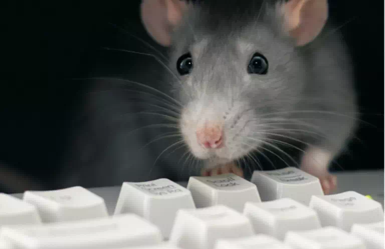 Deratyzacja szczur
